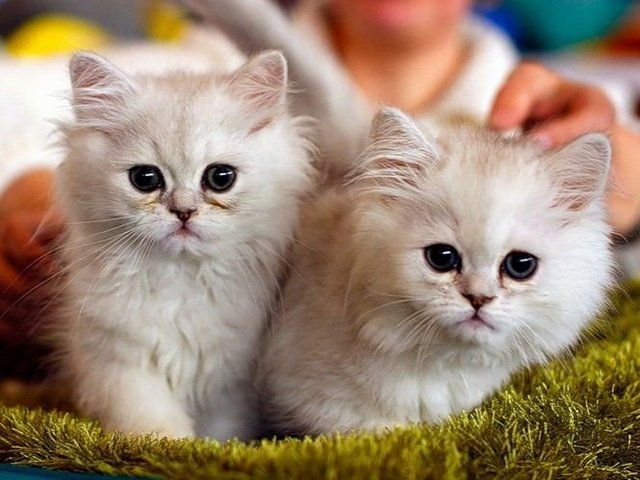 Породы кошек в Мещовске | ЗооТом портал о животных