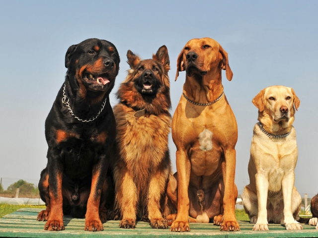Крупные породы собак в Мещовске | ЗооТом портал о животных